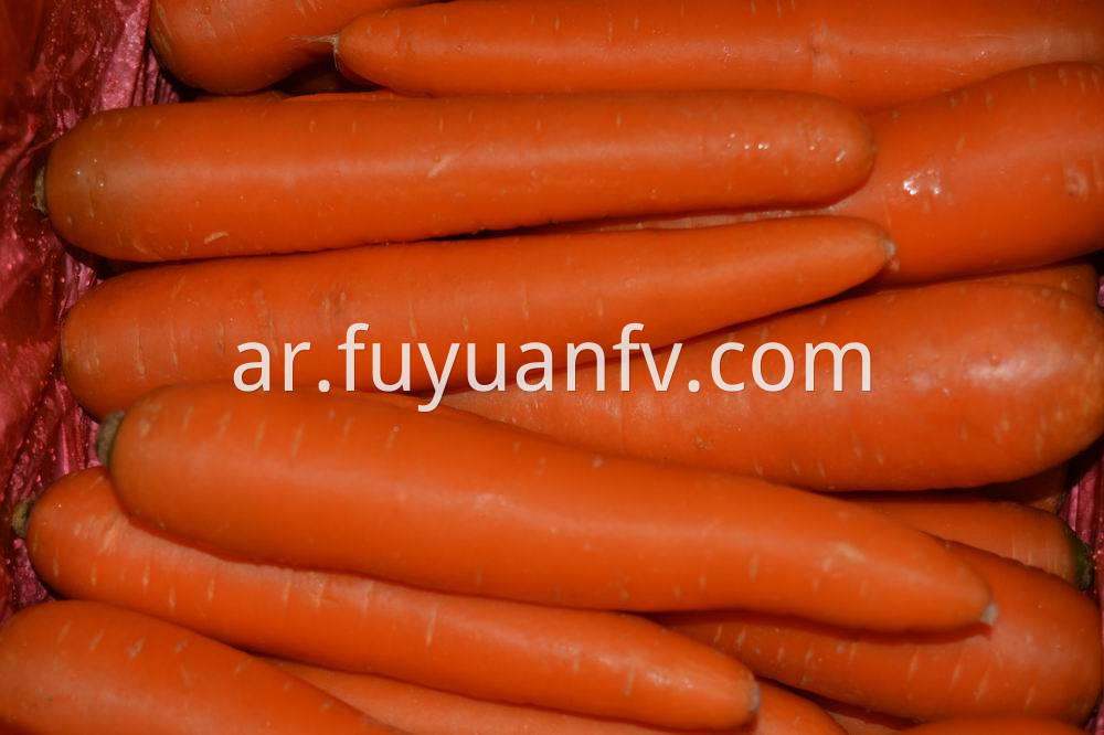 fresh carrot 